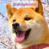 柴犬コマリ